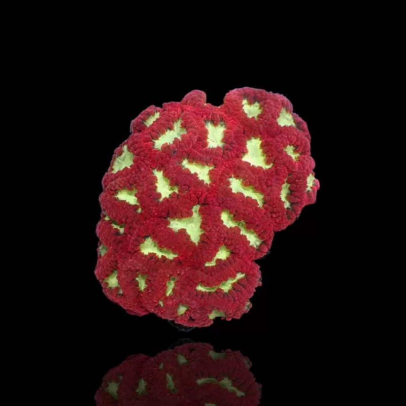 Blastomussa sp. Red Ultra| Coralandfishstore.nl Blastomussa sp. Red Ultra| Coralandfishstore.nl