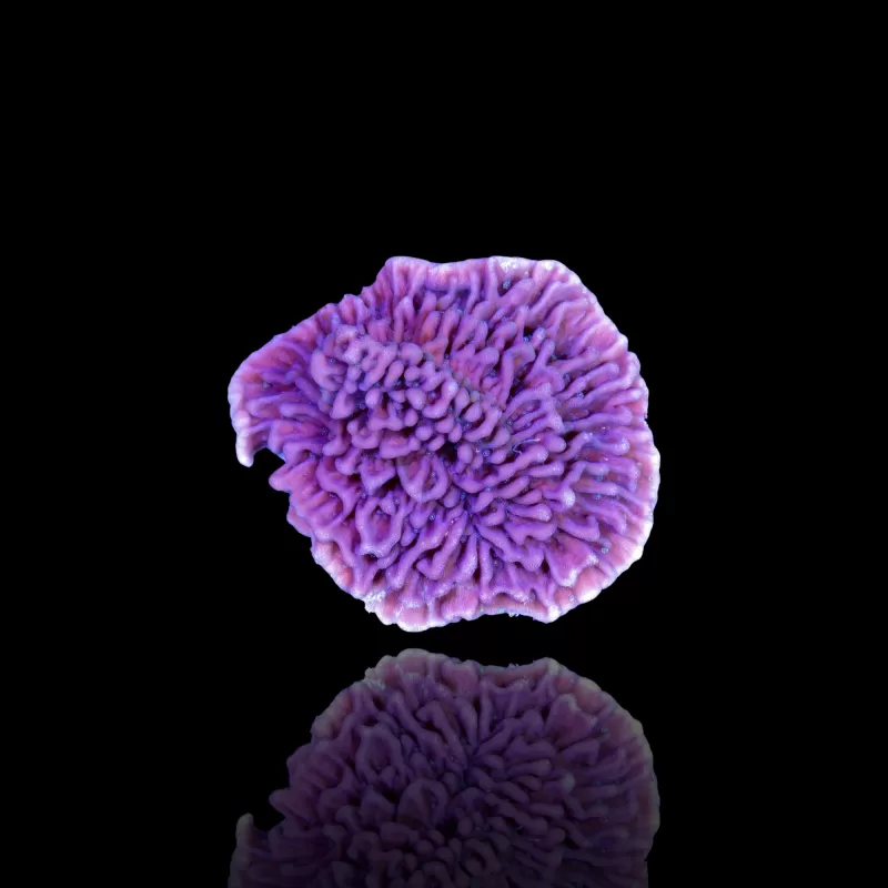 Montipora lila kaufen | Coralandfishstore.nl Montipora lila kaufen | Coralandfishstore.nl