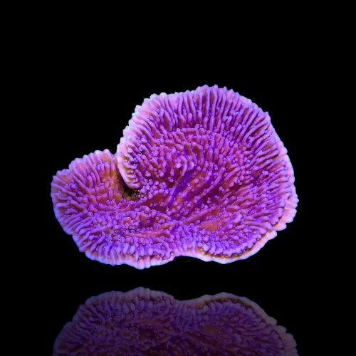 Montipora Purple
