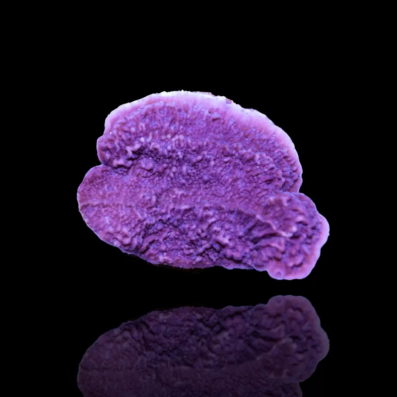 Montipora lila kaufen | Coralandfishstore.nl Montipora lila kaufen | Coralandfishstore.nl