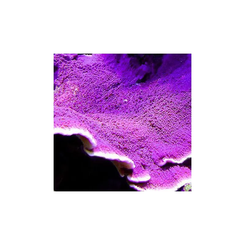Montipora lila kaufen | Coralandfishstore.nl Montipora lila kaufen | Coralandfishstore.nl