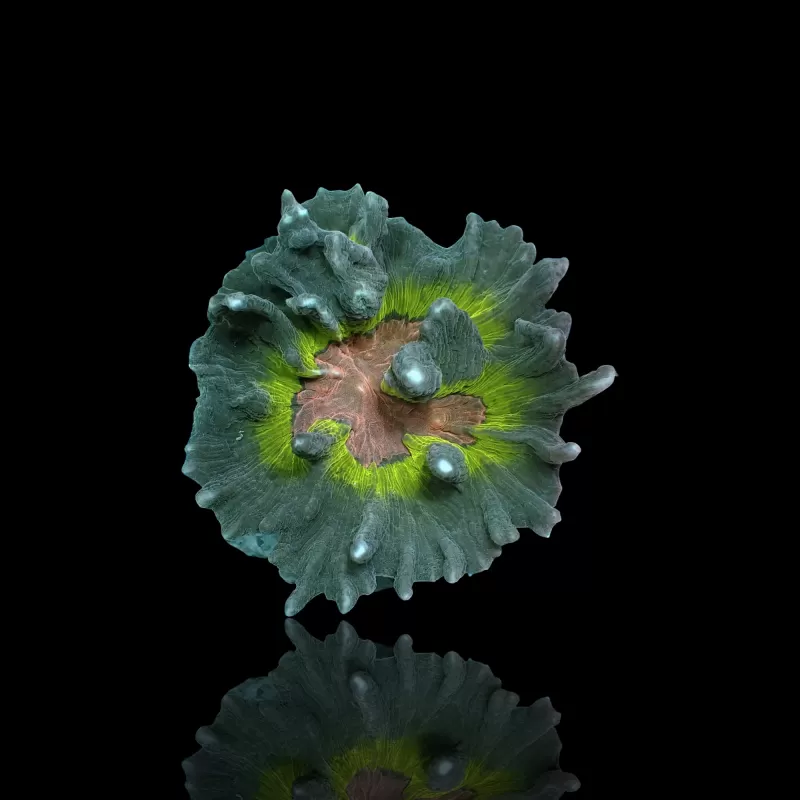 Pectinia M-size Kopen ? |Coralandfishstore.nl Pectinia M-size Kopen ? |Coralandfishstore.nl