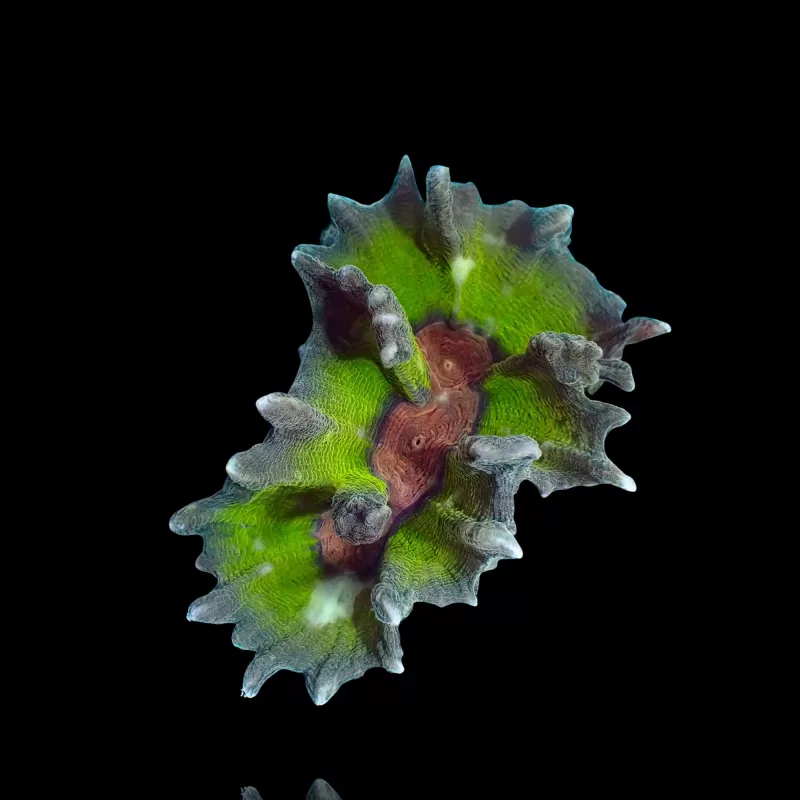 Pectinia M-size Kopen ? |Coralandfishstore.nl Pectinia M-size Kopen ? |Coralandfishstore.nl
