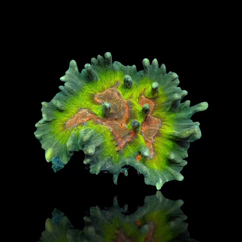 Pectinia M-size Kopen ? |Coralandfishstore.nl Pectinia M-size Kopen ? |Coralandfishstore.nl