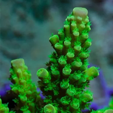 Kaufen Sie wunderschöne Acropora Formosa | Coralandfishstore.nl