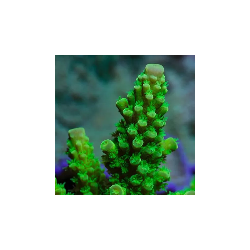 Acropora Formosa Green kopen | Coralandfishstore.nl Acropora Formosa Green kopen | Coralandfishstore.nl