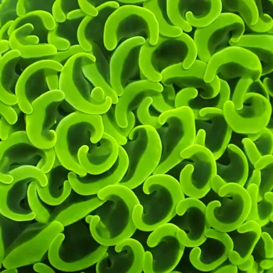 Euphyllia Paraancora Neon groen  kopen | Coralandfishstore.nl