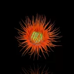 Cerianthus Membranaceus Ultra Orange fluo Yellow Heart S-size