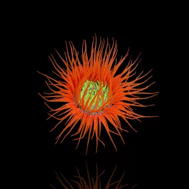Pachycerianthus Orange kaufen | Coralandfishstore.nl