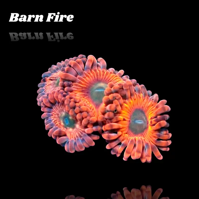 Kaufen Sie Zoanthus Barn Fire Frag S-Größe | Coralandfishstore.nl Kaufen Sie Zoanthus Barn Fire Frag S-Größe | Coralandfishstore.nl