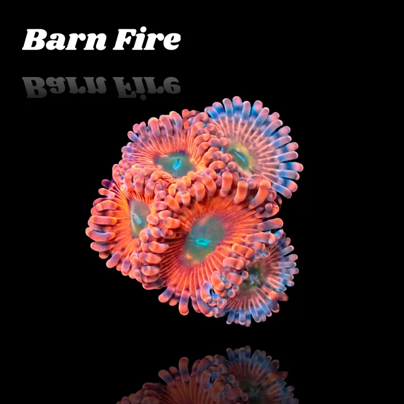 Kaufen Sie Zoanthus Barn Fire Frag S-Größe | Coralandfishstore.nl