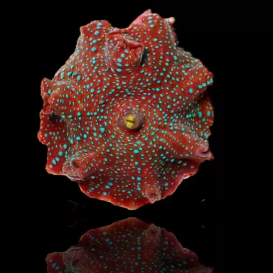 Discosoma Red mit blauen Flecken kaufen | Coralandfishstore.nl