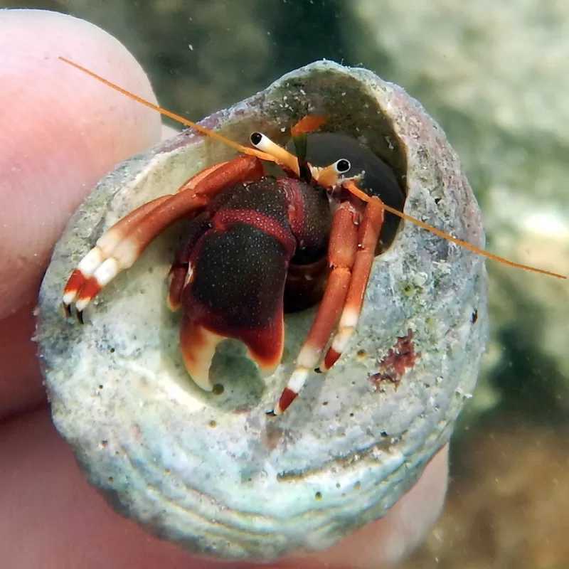 Calcinus Tibicen kopen | Coralandfishstore.nl Calcinus Tibicen kopen | Coralandfishstore.nl
