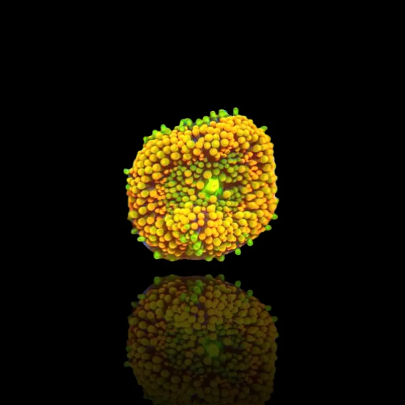 Ricordea Florida Fluo Orange kaufen | Coralandfishstore.nl Ricordea Florida Fluo Orange kaufen | Coralandfishstore.nl