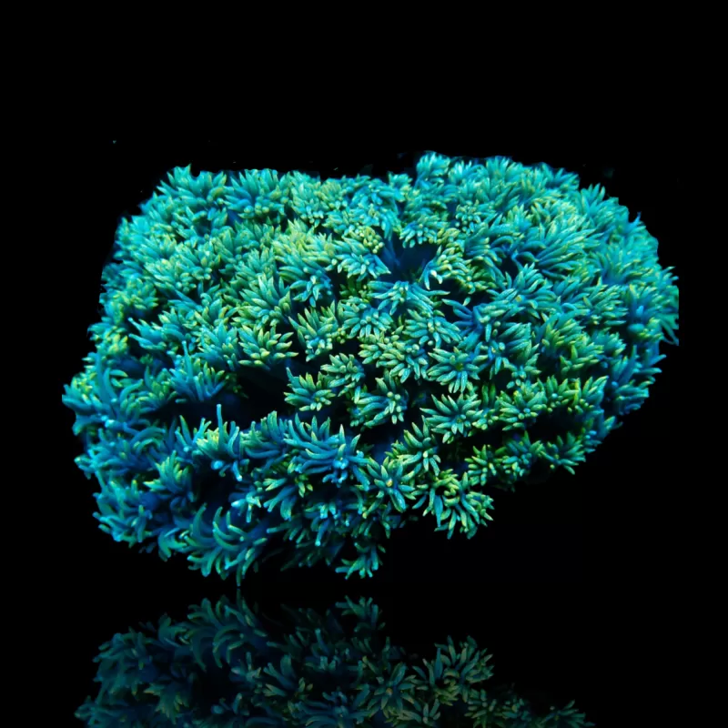 Goniopora sp. Bestellen Sie Green Australia T-Size (frag) ? l Coralandfishstore.nl Goniopora sp. Bestellen Sie Green Australia T-Size (frag) ? l Coralandfishstore.nl