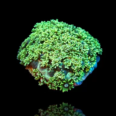 Goniopora sp. Bestellen Sie Green Australia T-Size (frag) ? l Coralandfishstore.nl