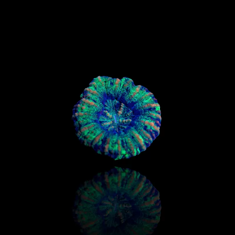 Kaufen Sie Scolymia WA Mini Green | Coralandfishstore.nl Kaufen Sie Scolymia WA Mini Green | Coralandfishstore.nl