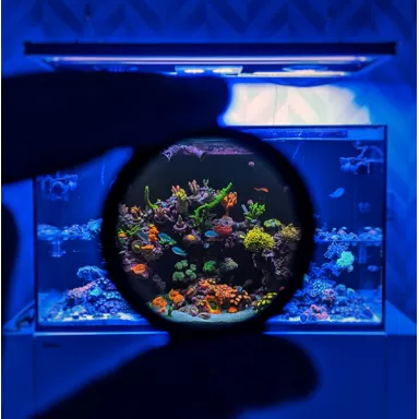 DD Handy-Koralle Fotoobjektiv/Filter | Corallandfishstore