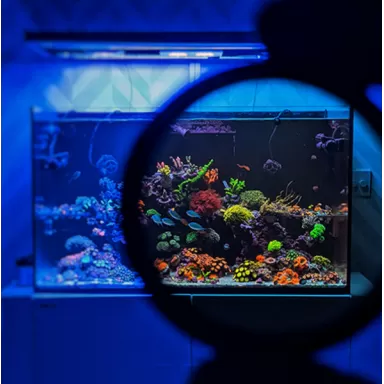 DD Mobile Phone Coral Photo Lens/filter | Coralandfishstore