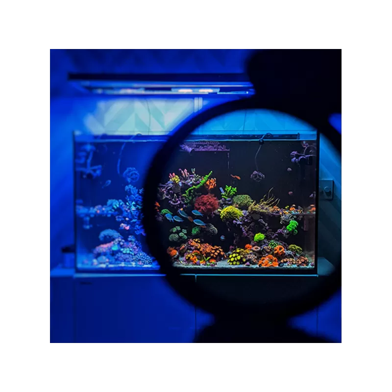 DD Mobile Phone Coral Photo Lens/filter | Coralandfishstore DD Mobile Phone Coral Photo Lens/filter | Coralandfishstore
