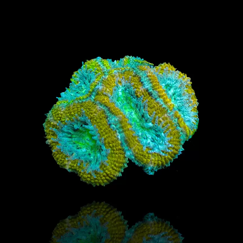 Möchten Sie Acanthastrea Ultra Australien bestellen? l Coralandfishstore.nl Möchten Sie Acanthastrea Ultra Australien bestellen? l Coralandfishstore.nl