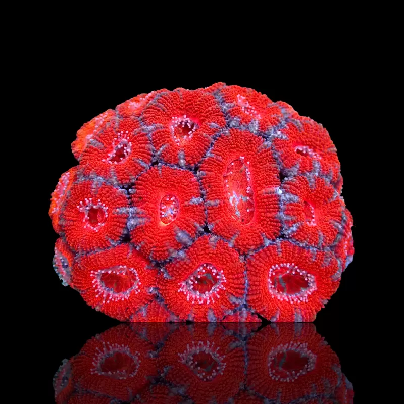 Acanthastrea Ultra Australie bestellen ? l Coralandfishstore.nl Acanthastrea Ultra Australie bestellen ? l Coralandfishstore.nl