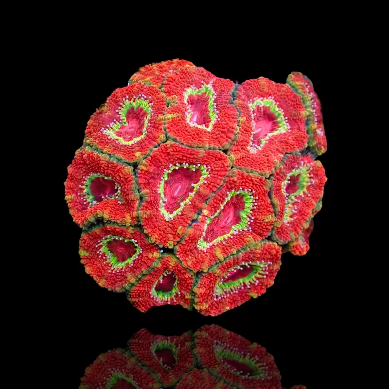 Möchten Sie Acanthastrea Ultra Australien bestellen? l Coralandfishstore.nl Möchten Sie Acanthastrea Ultra Australien bestellen? l Coralandfishstore.nl