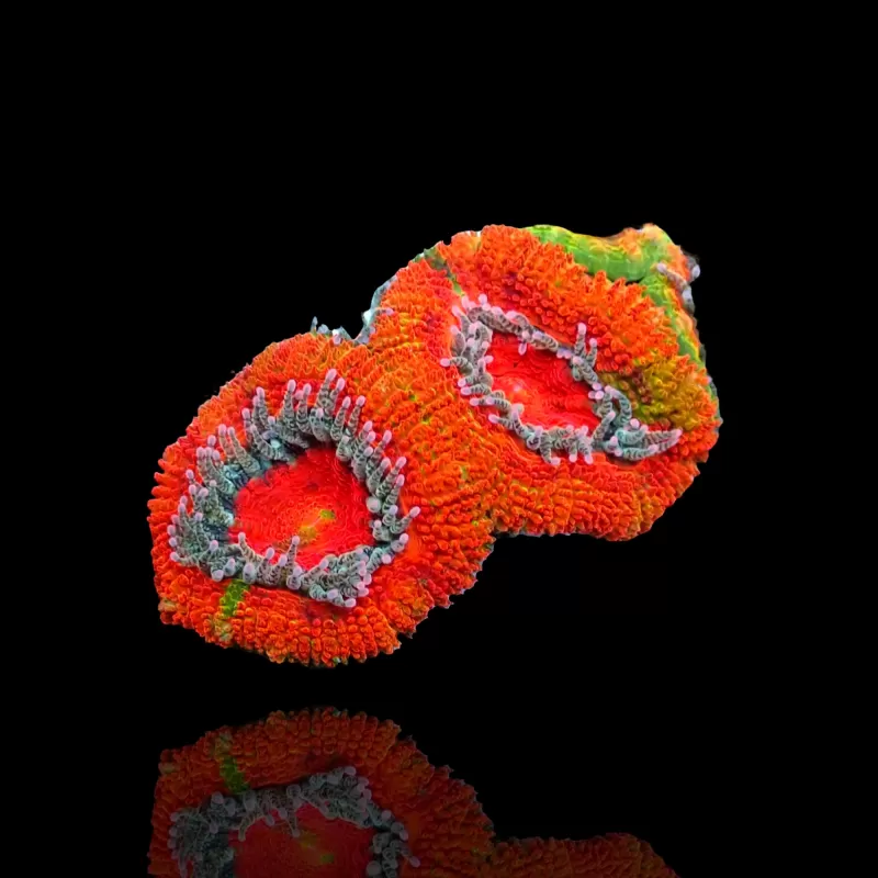Möchten Sie Acanthastrea Ultra Australien bestellen? l Coralandfishstore.nl Möchten Sie Acanthastrea Ultra Australien bestellen? l Coralandfishstore.nl