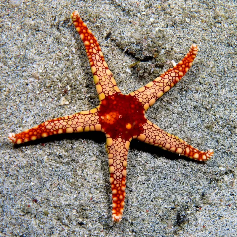Fromia Monilis Fromia Monilis