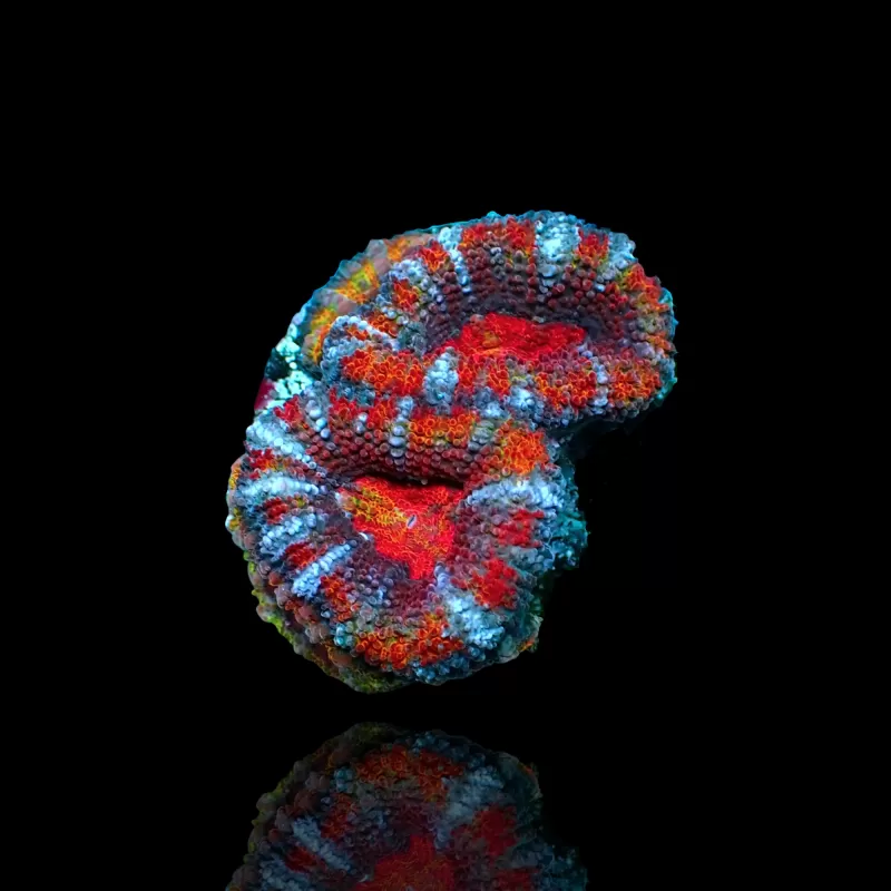 Möchten Sie Acanthastrea Ultra Australien bestellen? l Coralandfishstore.nl Möchten Sie Acanthastrea Ultra Australien bestellen? l Coralandfishstore.nl