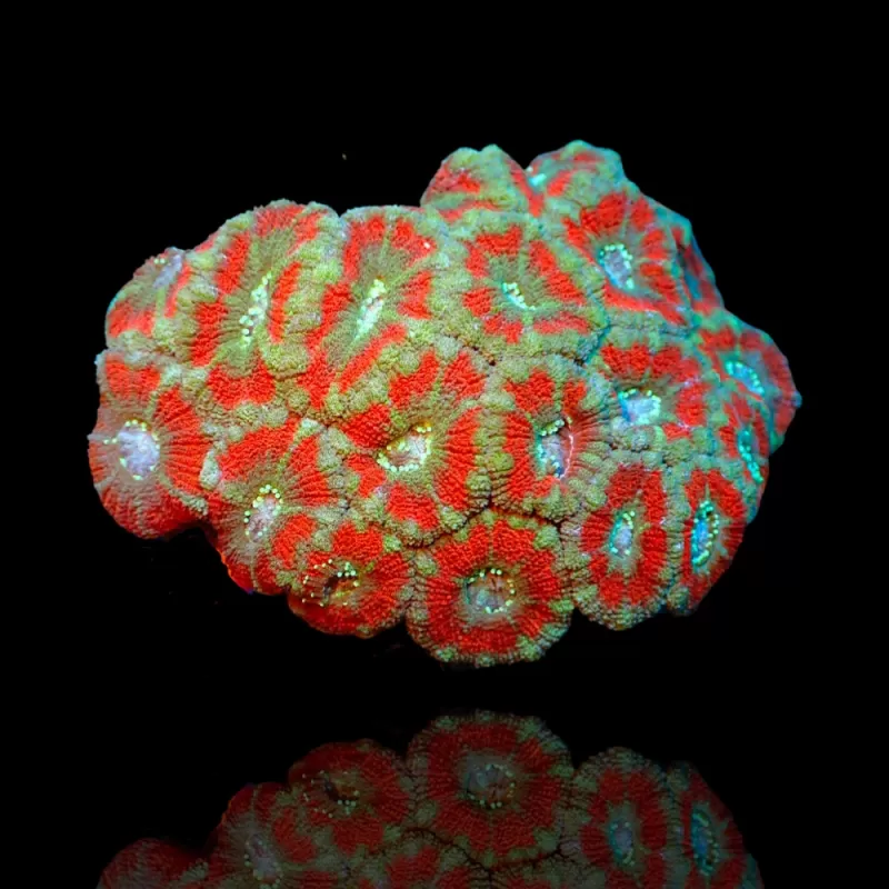 Möchten Sie Acanthastrea Ultra Australien bestellen? l Coralandfishstore.nl Möchten Sie Acanthastrea Ultra Australien bestellen? l Coralandfishstore.nl