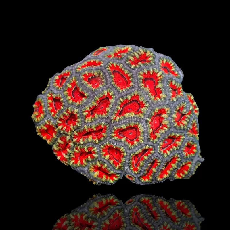 Möchten Sie Acanthastrea Ultra Australien bestellen? l Coralandfishstore.nl Möchten Sie Acanthastrea Ultra Australien bestellen? l Coralandfishstore.nl