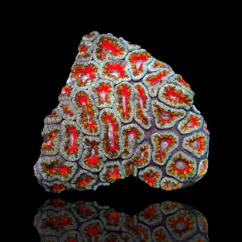 Möchten Sie Acanthastrea Ultra Australien bestellen? l Coralandfishstore.nl Möchten Sie Acanthastrea Ultra Australien bestellen? l Coralandfishstore.nl