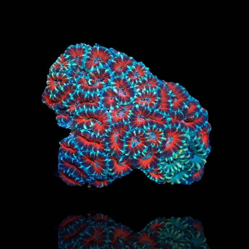 Möchten Sie Acanthastrea Ultra Australien bestellen? l Coralandfishstore.nl Möchten Sie Acanthastrea Ultra Australien bestellen? l Coralandfishstore.nl