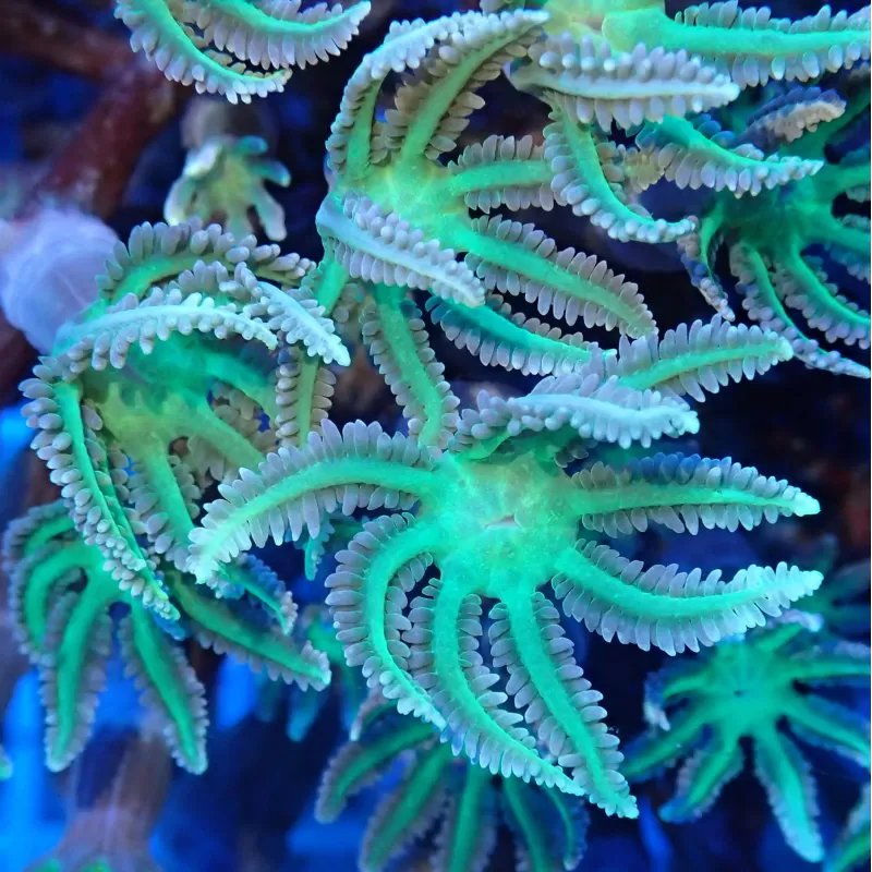 Cornularia sp green| Coralandfishstore.nl Cornularia sp green| Coralandfishstore.nl