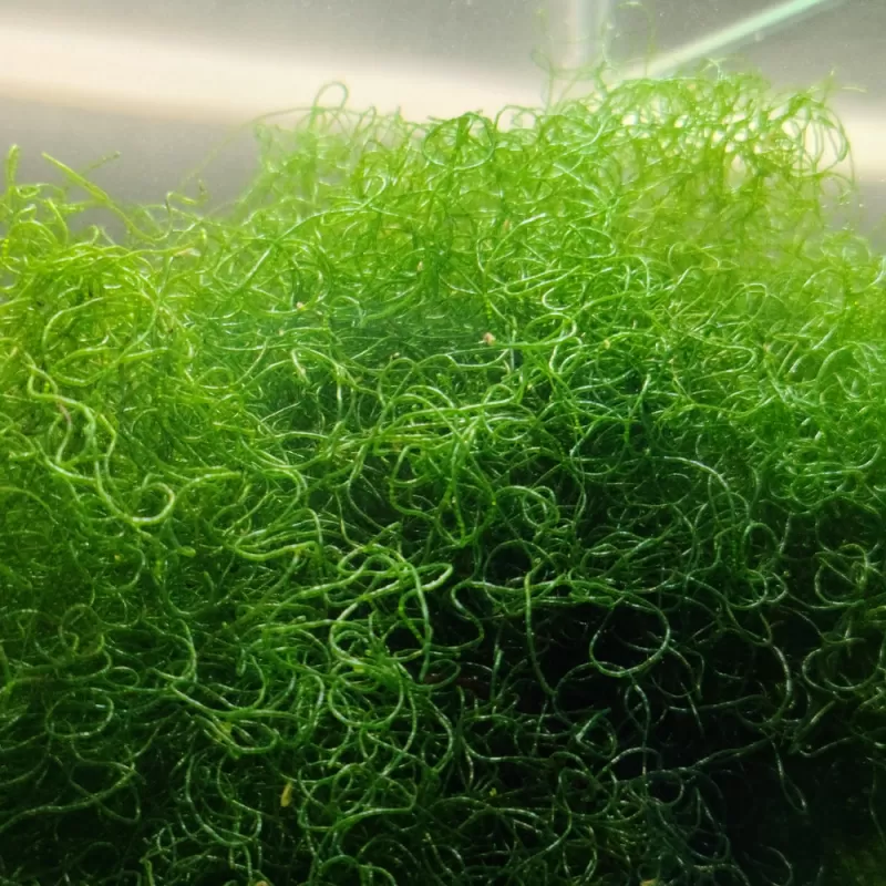 Chaetomorpha Algae K-chaeto kopen | Coralandfishstore.nl Chaetomorpha Algae K-chaeto kopen | Coralandfishstore.nl