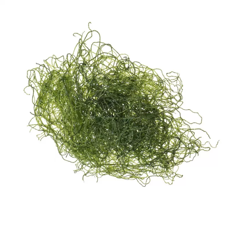 Chaetomorpha Algae K-chaeto kopen | Coralandfishstore.nl Chaetomorpha Algae K-chaeto kopen | Coralandfishstore.nl