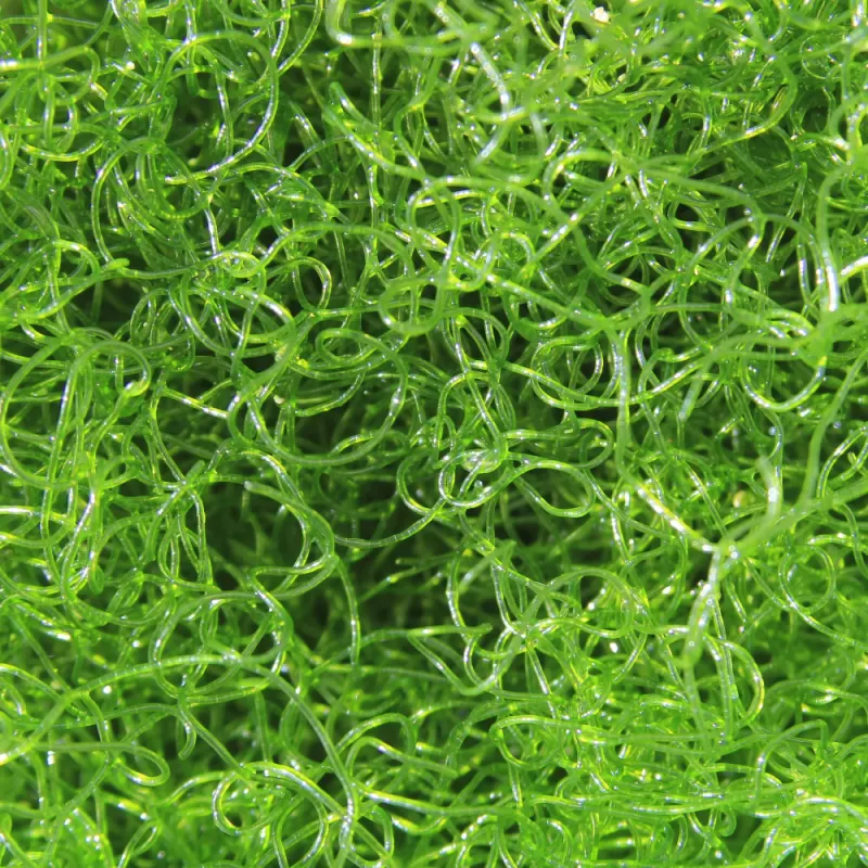 Chaetomorpha Algae K-chaeto kopen | Coralandfishstore.nl Chaetomorpha Algae K-chaeto kopen | Coralandfishstore.nl