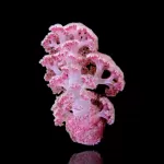 Dendronephthya Pink - M-Size