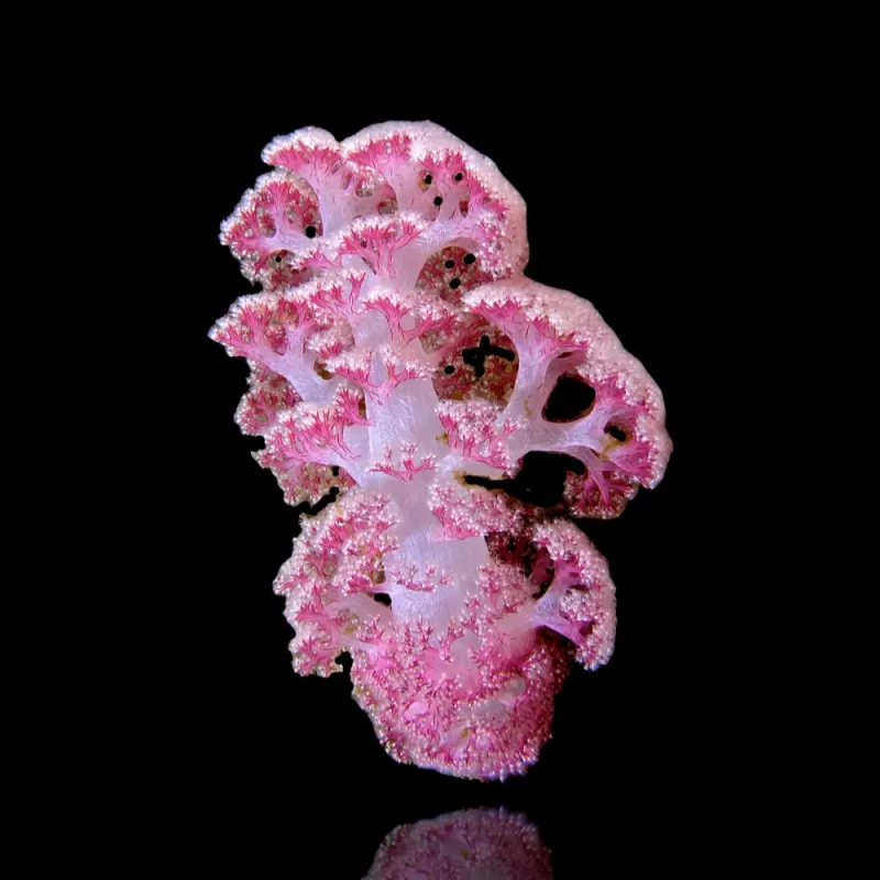 Dendronephthya Pink - M-Size Dendronephthya Pink - M-Size