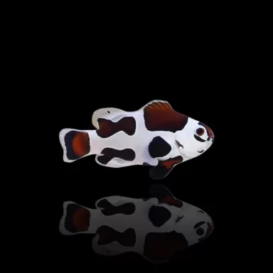 Amphiprion Ocellaris Mocha Storm (Paar) | Coralandfishstore.nl