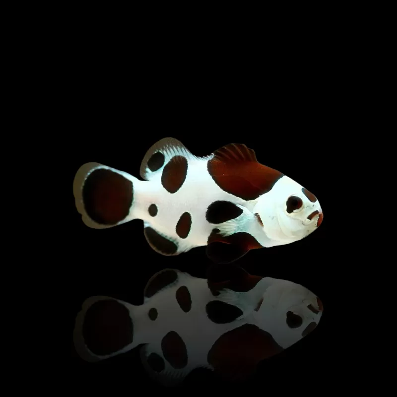 Amphiprion Ocellaris Mocha Storm (pair) | Coralandfishstore.nl Amphiprion Ocellaris Mocha Storm (pair) | Coralandfishstore.nl