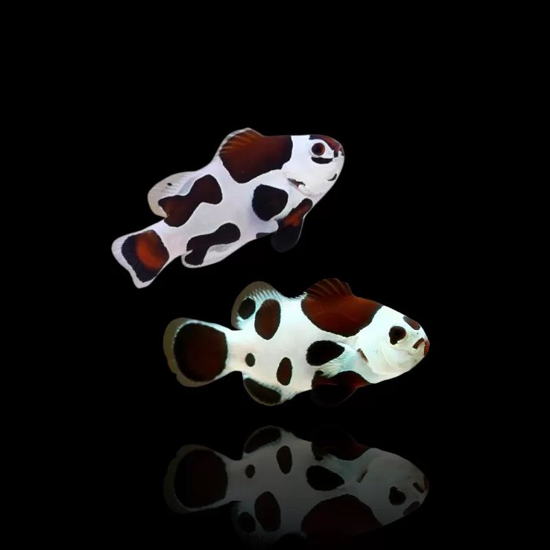 Amphiprion Ocellaris Mocha Storm (Paar) | Coralandfishstore.nl