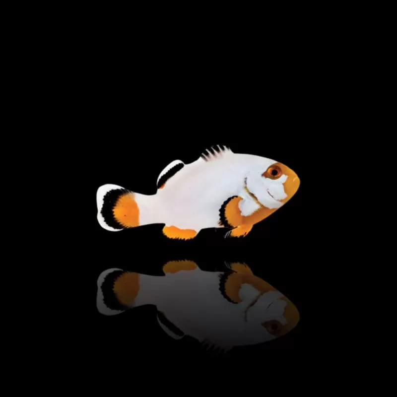 Amphiprion Platin| Coralandfishstore.nl Amphiprion Platin| Coralandfishstore.nl