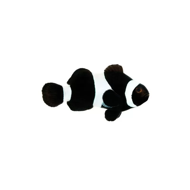 Kaufen Sie Amphiprion Ocellaris Darwin Black | Coralandfishstore.nl