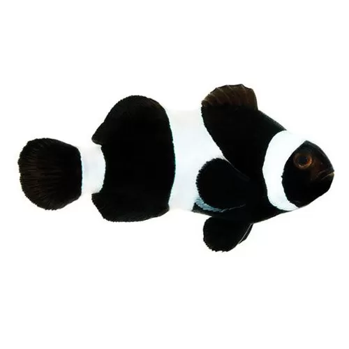 Amphiprion Ocellaris Darwin Black kopen | Coralandfishstore.nl
