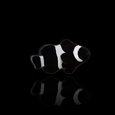 Kaufen Sie Amphiprion Ocellaris Darwin Black | Coralandfishstore.nl