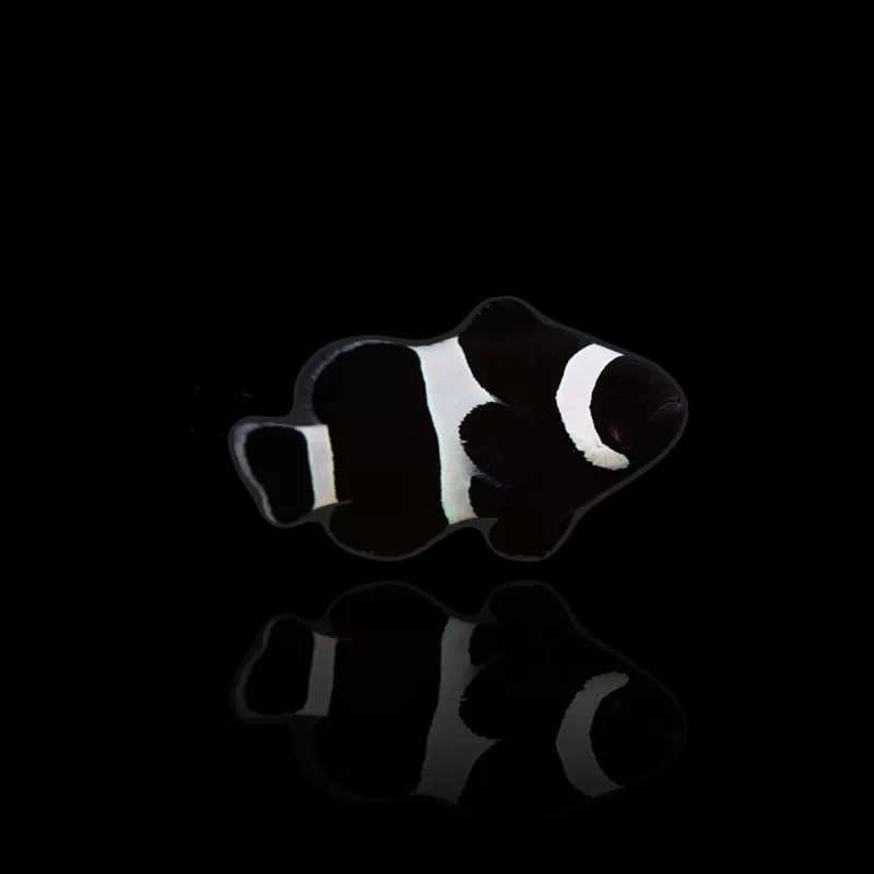 Kaufen Sie Amphiprion Ocellaris Darwin Black | Coralandfishstore.nl Kaufen Sie Amphiprion Ocellaris Darwin Black | Coralandfishstore.nl