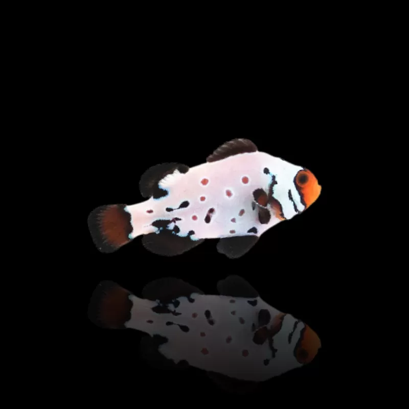 Amphiprion Ocellaris Erfrierungen| Coralandfishstore.nl Amphiprion Ocellaris Erfrierungen| Coralandfishstore.nl