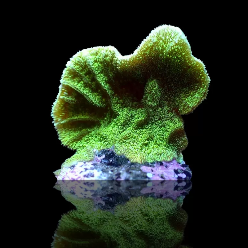 Pavona-Kaktus | Coralandfishstore.nl